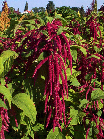 amaranth4