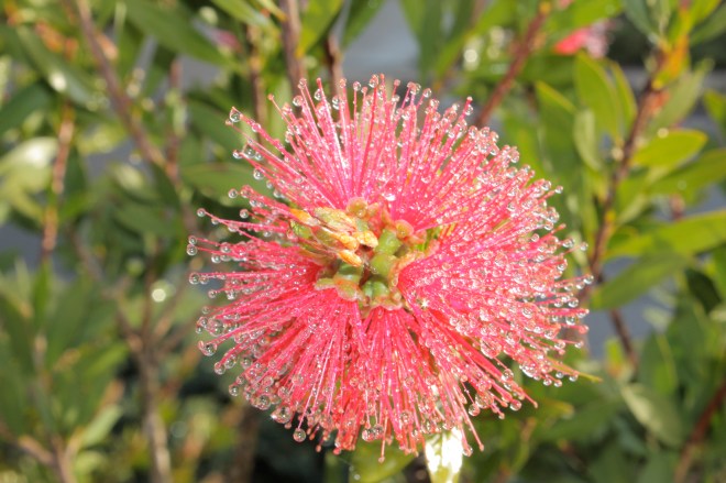 Bottlebrush blossom