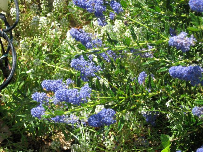 Ceanothus branch