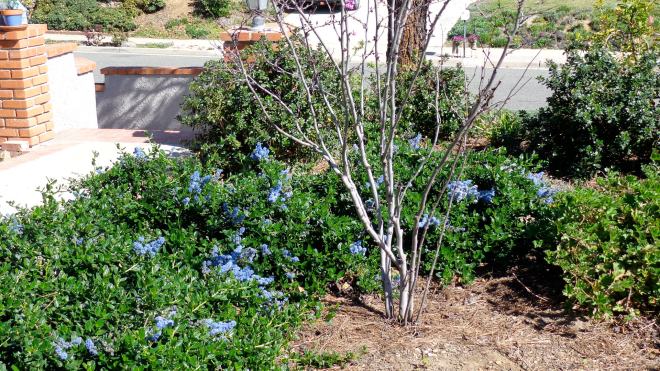 Yankee Point ceanothus in spring 