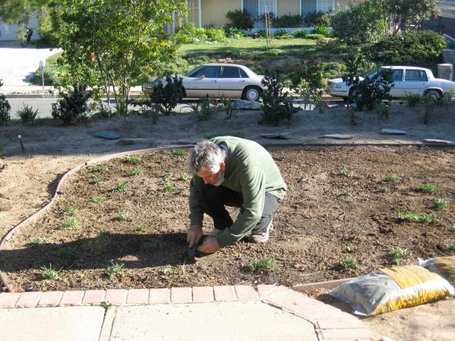 Ian planting St. Augustine