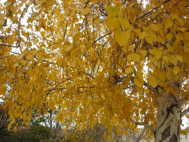 Birch tree shower of gold