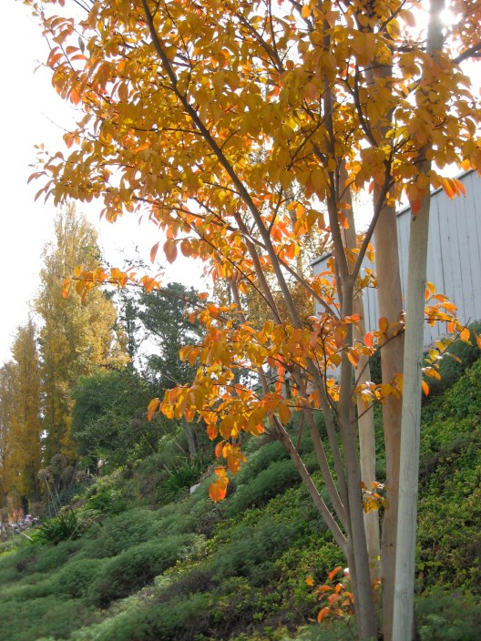 Crape myrtle--yellow