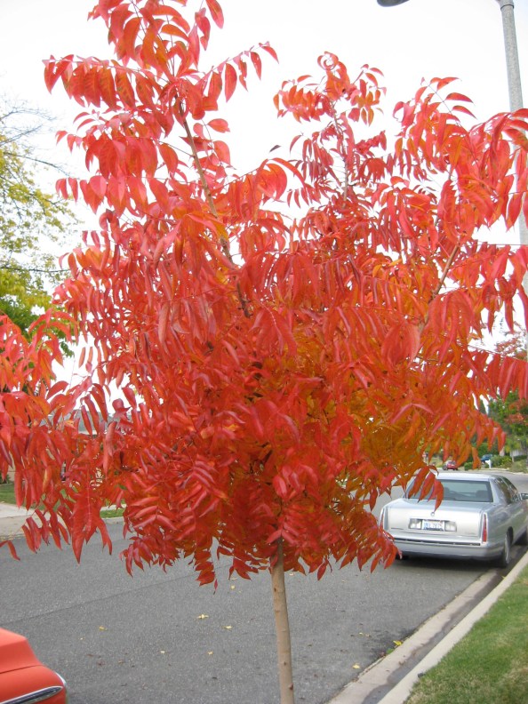 Red chinese pistache