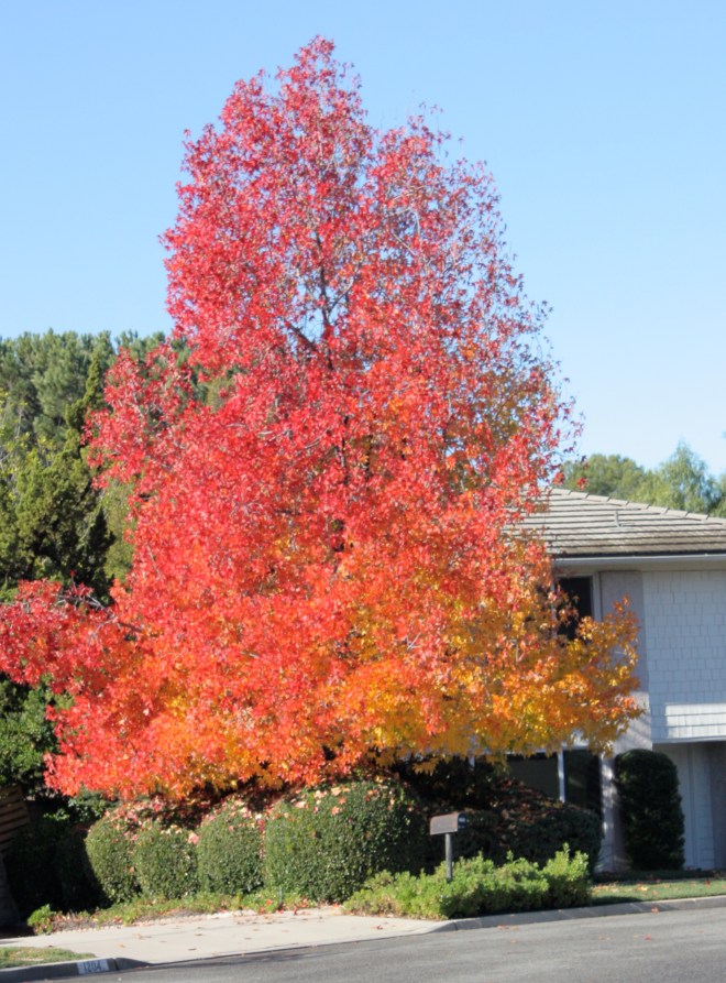 Tall liquidambar