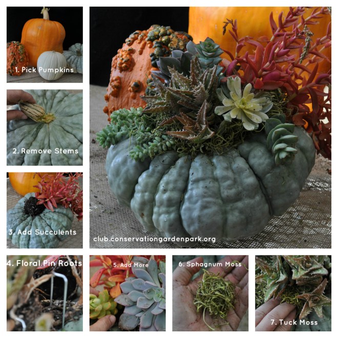 succulent-pumpkin-instructions-collage1
